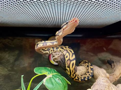 Image result for Ball Python Ramping