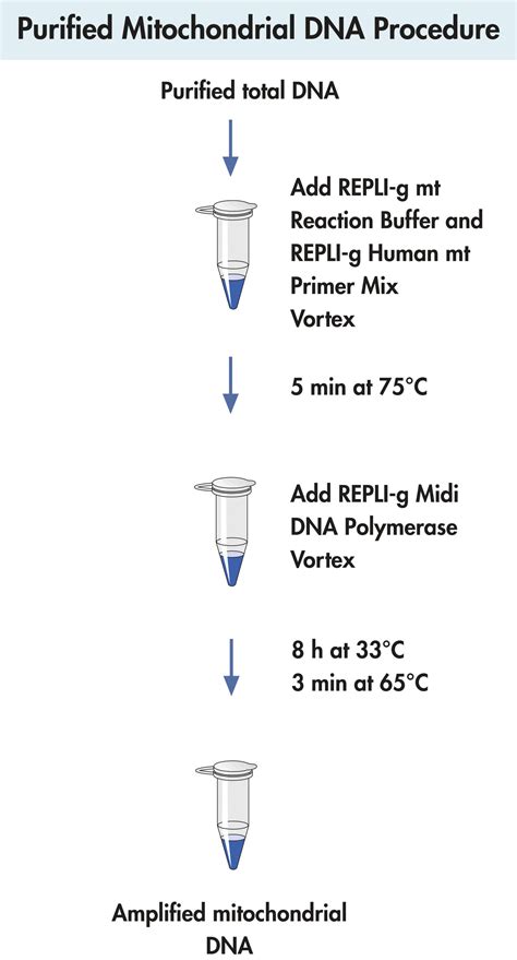 Mitochondrial DNA Sequence に対する画像結果