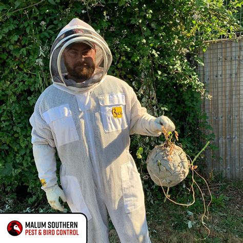 Wasp Exterminator に対する画像結果