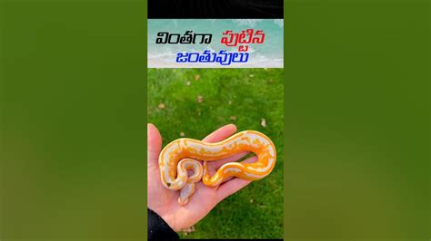 Python Hybrids Colorful ಗಾಗಿ ಇಮೇಜ್ ಫಲಿತಾಂಶ