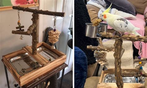 Image result for Cockatiels Playing