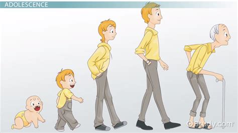 Afbeeldingsresultaten voor Female Adolescent Development Progression