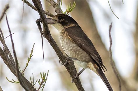 Image result for Australian Butcher Bird Sound
