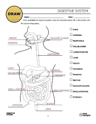 Image result for Digestive System WebQuest Answer Key