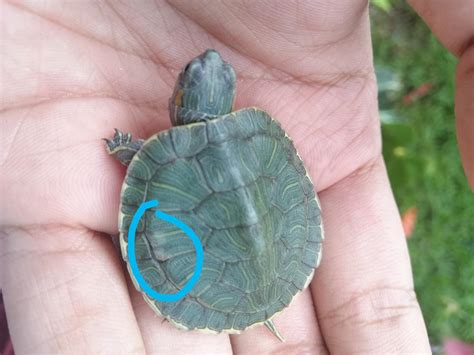 Image result for Mississippi Map Turtle Shell Rot