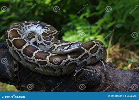 Image result for Burmese Python Genus