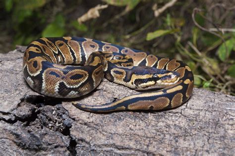 Image result for Royal Python in the Wild