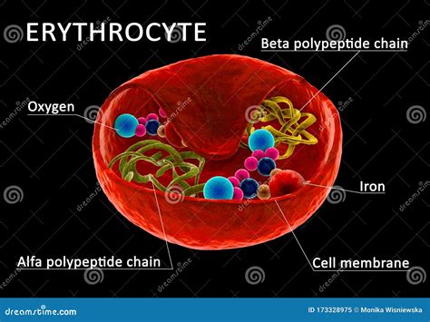 Red blood cell structure stock illustration. Illustration of capillary ...