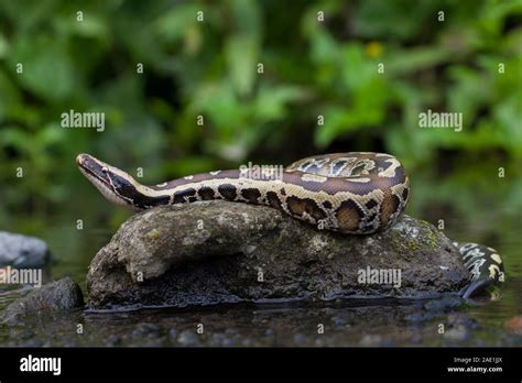 Afbeeldingsresultaten voor Red X Short-Tailed Python