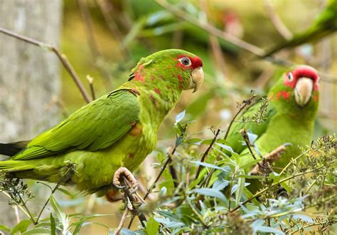 Toradh íomhá ar Conure Famille