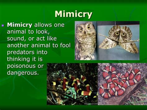 PPT - Animal Adaptations PowerPoint Presentation, free download - ID ...