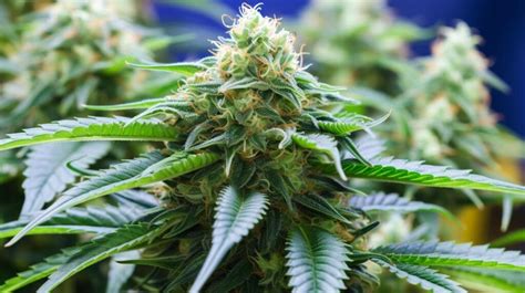 Image result for Blue Java Strain