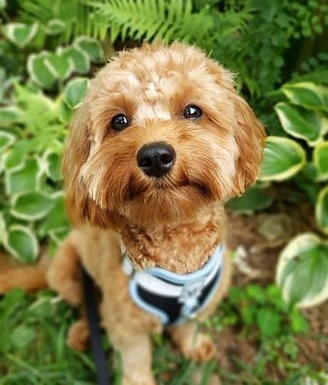 Image result for Cavapoo Birth