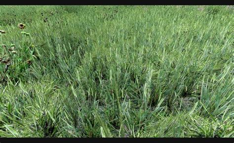 Toradh íomhá ar Unity Grass Texture