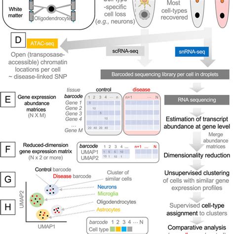 Image result for Single Cell Genome Sequencing Workflow