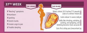 Image result for 37 Week Pregnancy Chart