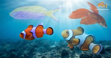 Categorizing Fish に対する画像結果