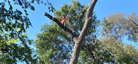 Image result for Tree Canopy Line Work