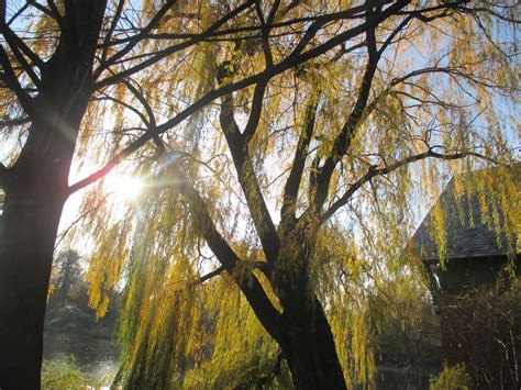 Image result for Magic Box Production