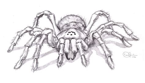 How to Draw a 3D Spider కోసం చిత్ర ఫలితం