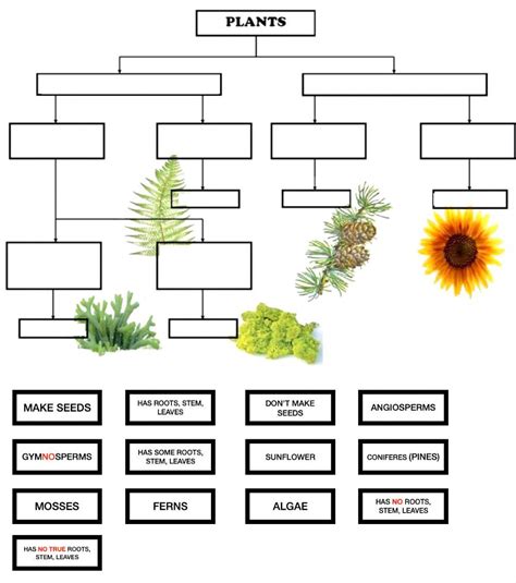 Toradh íomhá ar What Is a Classification Flow Chart