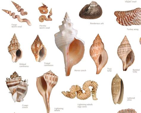 Image result for Type of Sea Shell