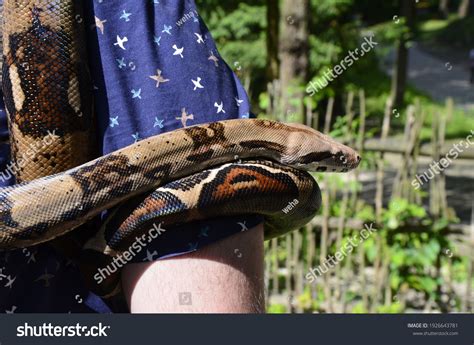 Toradh íomhá ar Python Snake with Man Dimensions