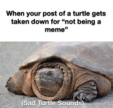 Image result for Turtle Meme