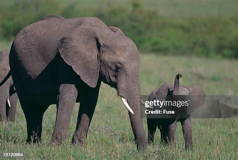 Angry Elephant Trumpeting に対する画像結果
