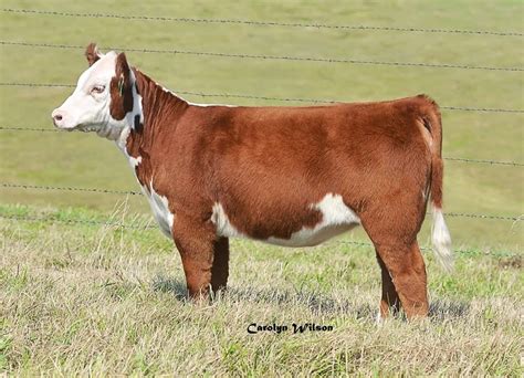 Image result for Cow Hereford Cattle