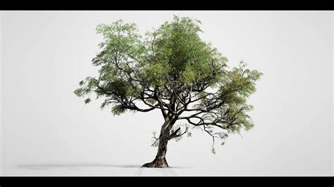 Teak Tree SpeedTree に対する画像結果