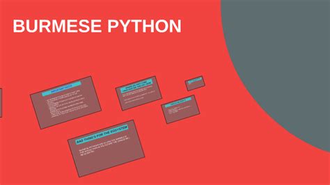 Image result for Burmense Python Eng