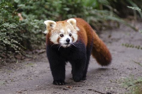 Image result for Endangered Animals Panda