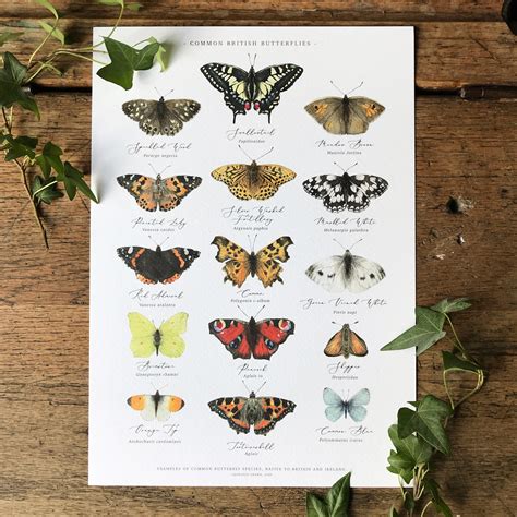 Toradh íomhá ar Butterfly Color Chart