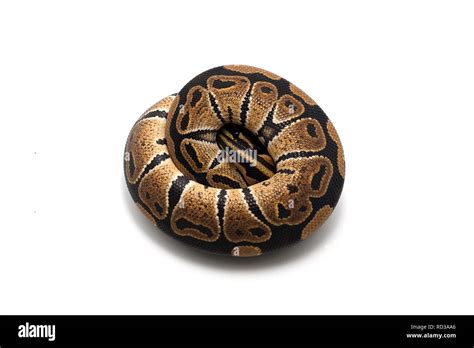 Image result for Ball Python White Background