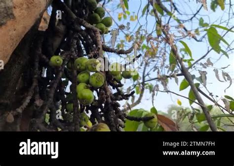 Toradh íomhá ar Torque Andgular Velocity