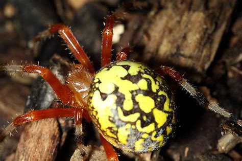 Shell Spider Yellow に対する画像結果