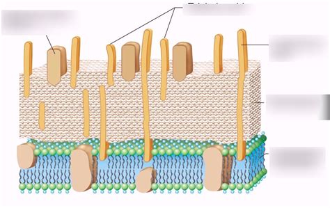 Afbeeldingsresultaten voor Microbial Cell Structure