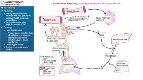 Afbeeldingsresultaten voor Aldosterone
