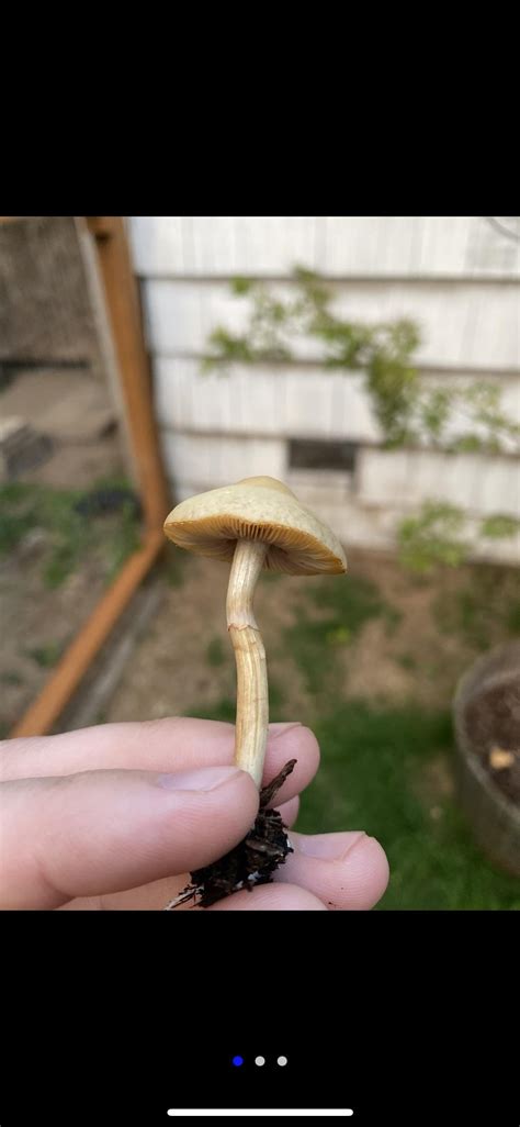 Image result for Spring Field Cap Pin