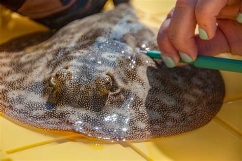 Image result for Shark Different Reproduction