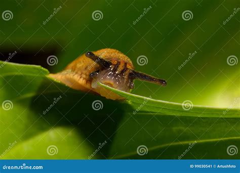 Image result for Slug Eating