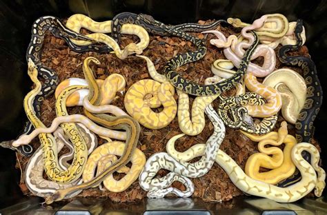 Afbeeldingsresultaten voor Royal Python Birmingham