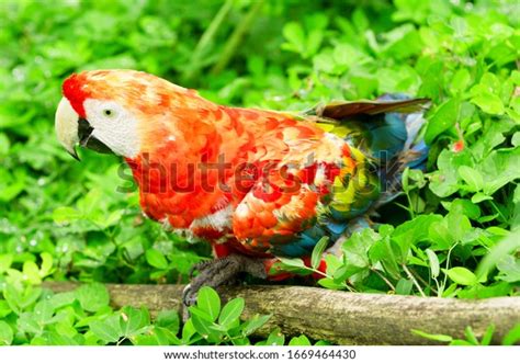 Bildergebnis für Ruby Macaw Art