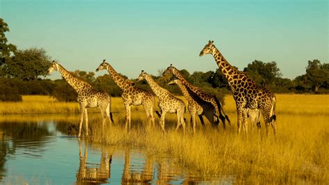 Giraffes Habitat GOOD NEWS UPDATE: Giraffe Relocation Success! ASI