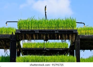 Image result for Paper Root System Rice