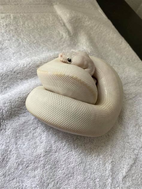 Image result for White Diamond Python