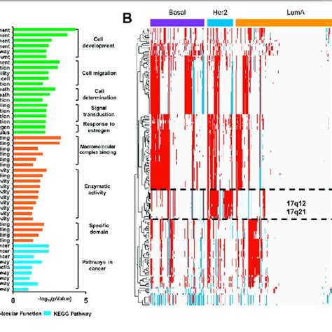Image result for Copy Number Variation in Cancer Example