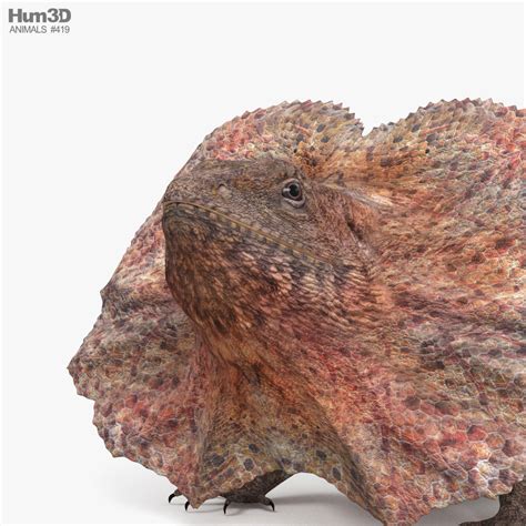 Toradh íomhá ar CL Lizard Model Valentina