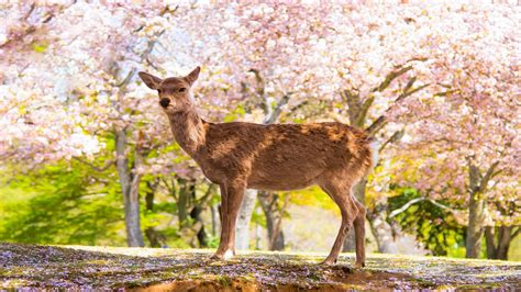 Image result for Nara Japan Deer Map